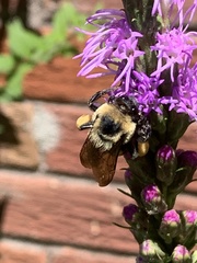 Bombus griseocollis