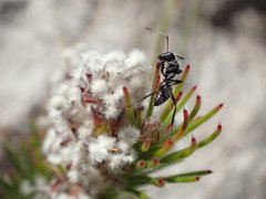 Camponotus niveosetosus