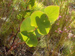 Protea cordata