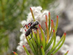 Camponotus niveosetosus