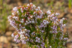 Erica curvirostris