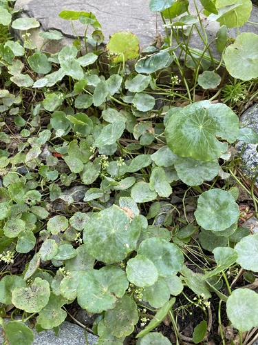 photo of Water Pennyworts (Hydrocotyle)