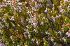Erica curvirostris