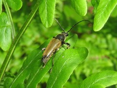 Trigonarthris proxima