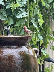 Haemorhous mexicanus