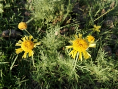 Gaillardia megapotamica