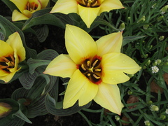 Tulipa greigii