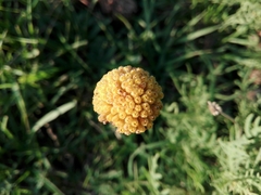 Gaillardia megapotamica