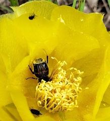 Trichiotinus piger
