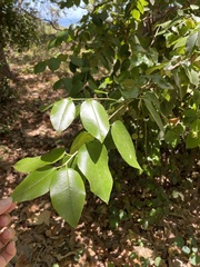 Prunus ilicifolia lyonii
