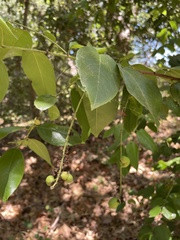 Prunus ilicifolia lyonii