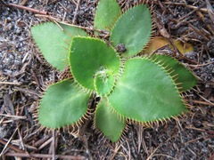 Hermas ciliata