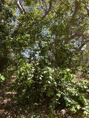 Prunus ilicifolia lyonii