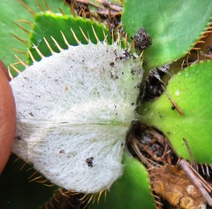 Hermas ciliata