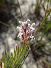Spatalla mollis