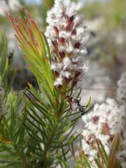 Spatalla mollis