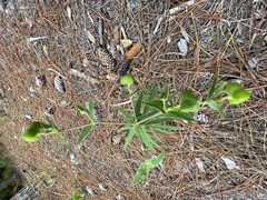 Euphorbia floridana