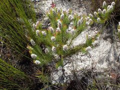 Spatalla mollis