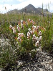 Spatalla mollis