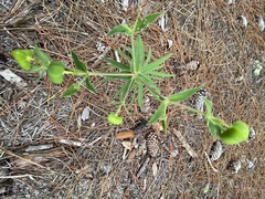 Euphorbia floridana