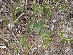 Euphorbia floridana