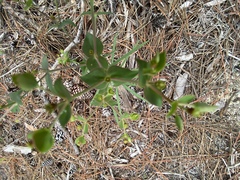 Euphorbia floridana