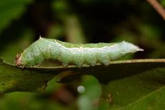 Hyparpax aurora