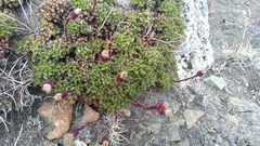 Senecio subdiscoideus