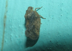Satapa sicula