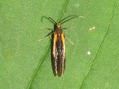 Mathildana newmanella