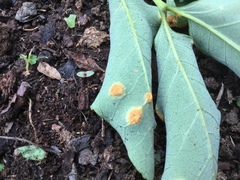 Puccinia sparganioidis