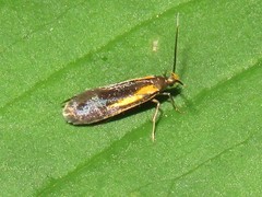 Mathildana newmanella