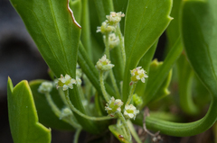 Centella triloba