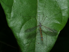 Microtipula
