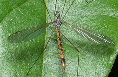 Microtipula