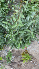Vincetoxicum nigrum