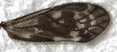Pseudocaeciliidae
