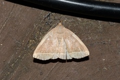 Zanclognatha marcidilinea