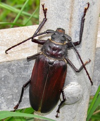 Macrotoma natala