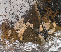 Notoaeschna sagittata