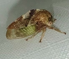 Cyrtolobus vau