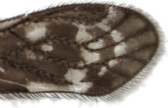 Pseudocaeciliidae