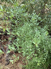 Forestiera pubescens pubescens