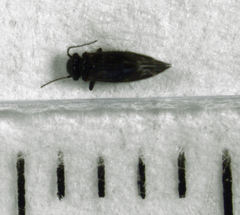 Pseudocaeciliidae