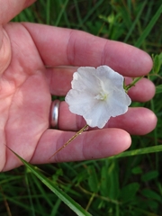 Stylisma humistrata