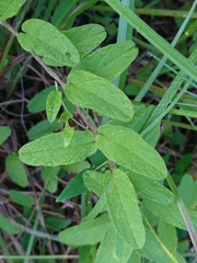 Stylisma humistrata