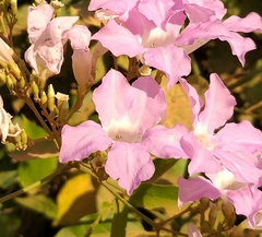 Fridericia platyphylla
