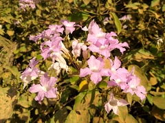 Fridericia platyphylla