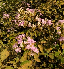 Fridericia platyphylla