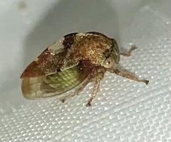 Cyrtolobus vau